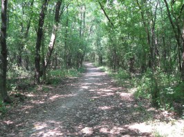 142167-deer-grove-forest-trail-running-feature