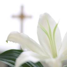 easter-lily